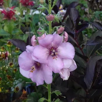 Sazenice Verbascum hybridum Rosie