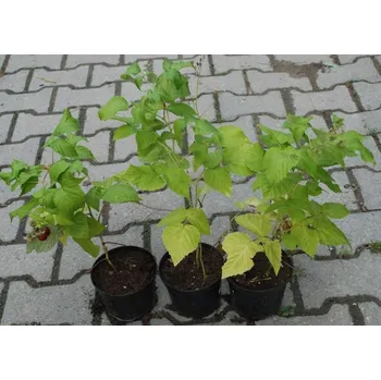 Sazenice Remontantní maliník HERITAGE