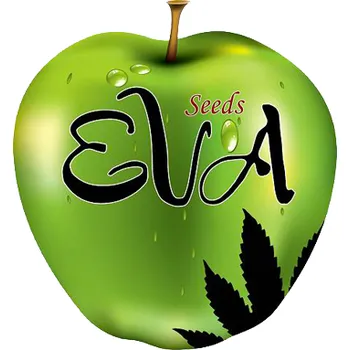 Semeno Eva seeds Lemon King (Feminizovaná semena Lemon King)