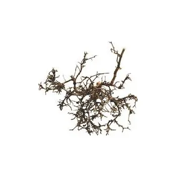 Teraristika Lucky Reptile Desert Bushes Přírodní cca 15-20 cm