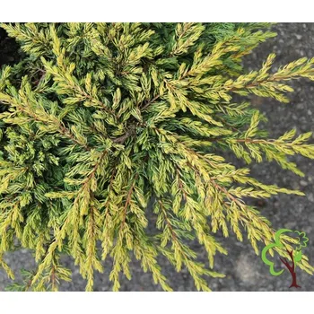 Sazenice Juniperus communis 'Goldschatz' Kontejner 12, v. kmínku 80 cm