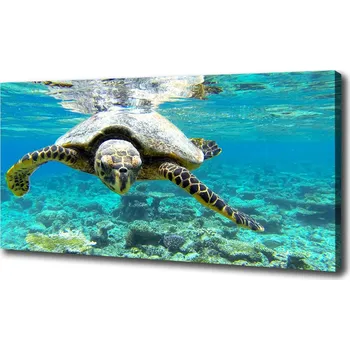 Obraz Foto obraz na plátně Mořská želva