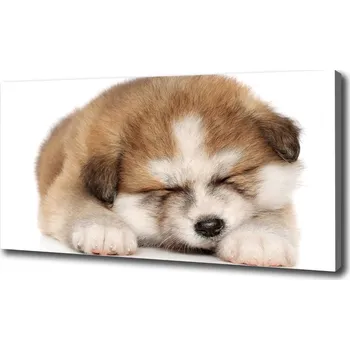 Obraz Foto obraz na plátně Štěně Akita
