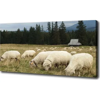 Obraz Foto obraz na plátně Pasící se ovce