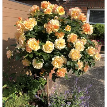 Sazenice Rosa 'Hansestadt Rostock'®, stromková 70 CM