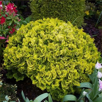 Sazenice Chamaecyparis obt. 'Nana Aurea' 40KM