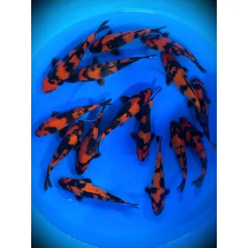 Krmivo pro rybičky HQ Jumbo Tategoi Hi Utsuri ... JK 23TIS02