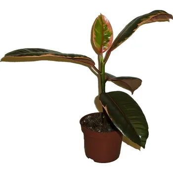 Sazenice Ficus elastica belize