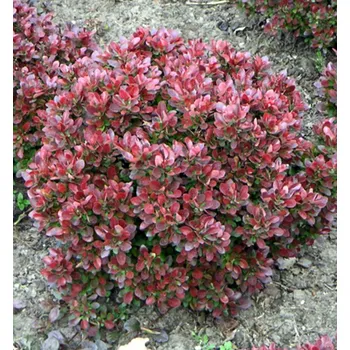 Sazenice Dřišťál Thunbergův ´BAGATELLE´ 15-20 cm, kont. 2,5 l