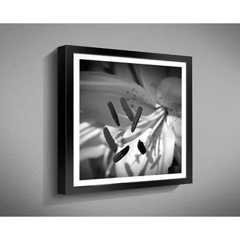 Obraz Nabytekmorava OBRAZ v rámu 40x40 květiny černobílé RÁMEČEK BW: 1065
