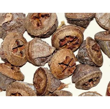 Vánoční dekorace Dekorace - Eucalyptus pod 20ks