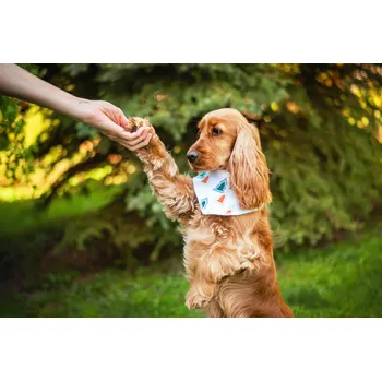 Obojek pro psa Vsepropejska Sofi bílý šátek pro psa