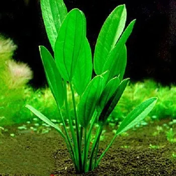 Akvaristika Echinodorus muricatus (Košíčková Ø 5,5 cm)