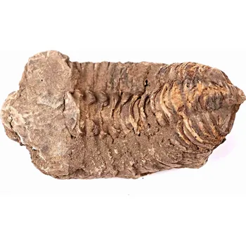 Magieprirody.cz Fosilie Trilobit Calymene Flexicalymene 85 mm #129