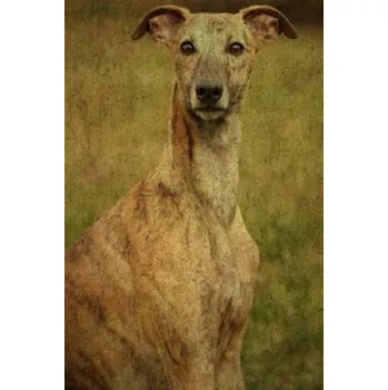 Beletrie pro dospělé Whippet: Whippet – Artified Pets,Store Talent (EN)