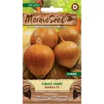 MoravoSeed Cibule jarní Amfora F1…