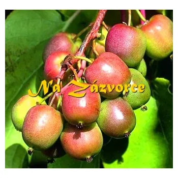 Sazenice KIWI SAMICE Actinidia arguta 'Geneva' P9