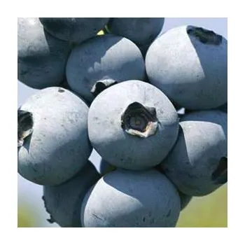 Sazenice /Dvouletá/ Kanadská borůvka POLOPOZDNÍ DEKORATIVNÍ ´Brigitta Blue´ (Vaccinium corymbosum ´Brigitta Blue´ )