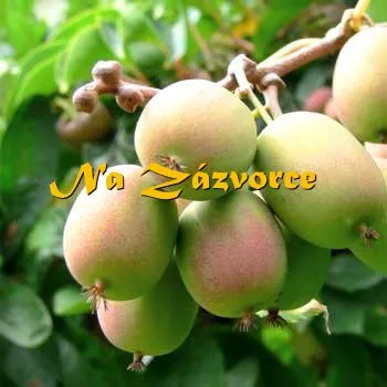 Sazenice KIWI SAMICE Actinidia arguta 'Ananasnaya' P9