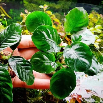 Akvaristika Anubias golden coin (Mateční Ø 8 cm)