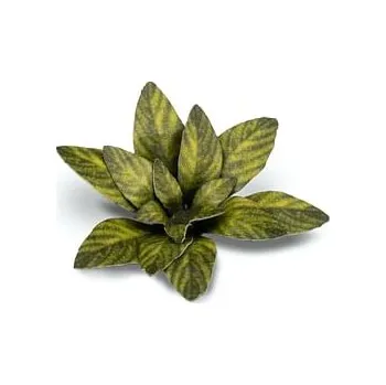 Dekorace GamersGrass: Laser Plants - Dumb Cane