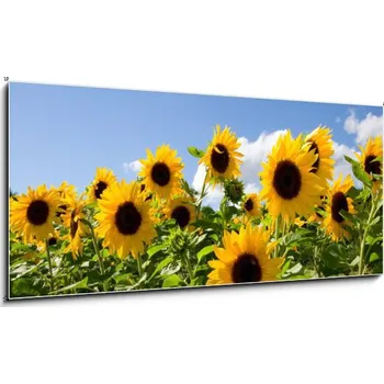 Obraz Weblux Obraz 1D 120 x 50 cm Slunečnice