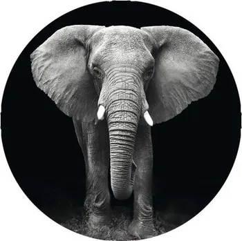 Fototapeta Fototapeta vliesová Slon čb 142,5 cm