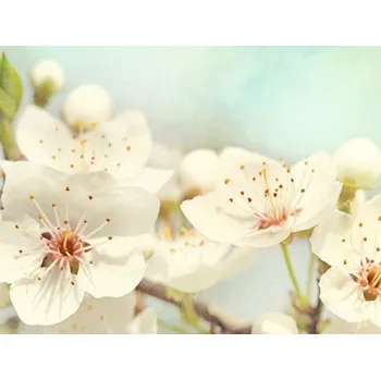 Fototapeta Fototapeta vliesová Třešňový květ 243x184 cm