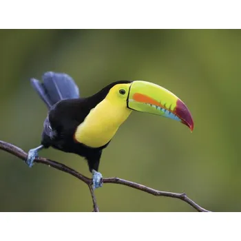 Fototapeta Fototapeta vliesová Tukan 243x184 cm