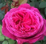 Kordes Roses Parfuma Freifrau Caroline…