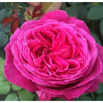 Sazenice Kordes Roses Parfuma Freifrau Caroline růže 2 l