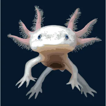Maluješ Axolotl mexický 40 x 40 cm bez rámu