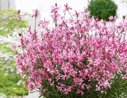 Gaura lindheimeri 'Butterfly Dark Pink' C2L