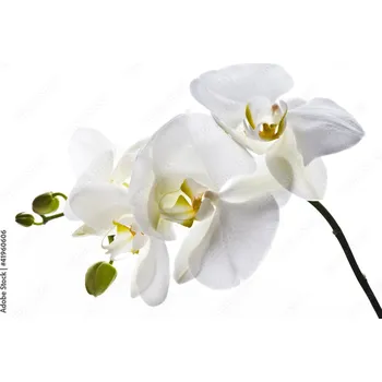 Obklad Skleněný obklad do kuchyně Bílá orchidej 41960606