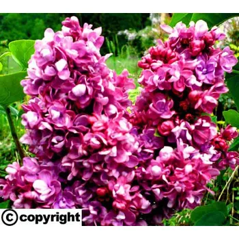 Sazenice Šeřík ´Charles Joly´ KEŘOVÝ (Syringa vulgaris ´Charles Joly´)