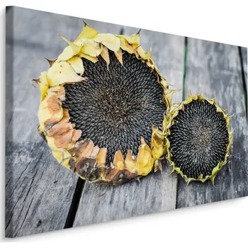 Plátno Slunečnice ve Vintage provedení Varianta: 30x20