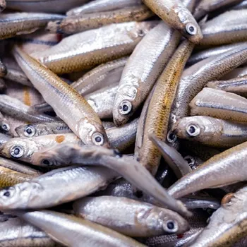 Mražené grundle 1 kg Krmivo pro rybičky Mražené grundle 1 kg