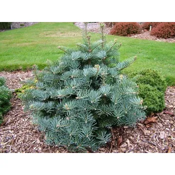 Sazenice Abies concolor 'Hexe' Kontejner 7,5 l, v. 20-30 cm