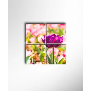 Obraz Malvis ® Obraz Pestrý tulipán ROZMĚR (šířka x výška): čtyřdílný čtverec 80x80 cm
