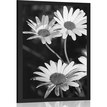 Plakát Dovido Plakát sedmikrásky na zahradě v černobílém provedení