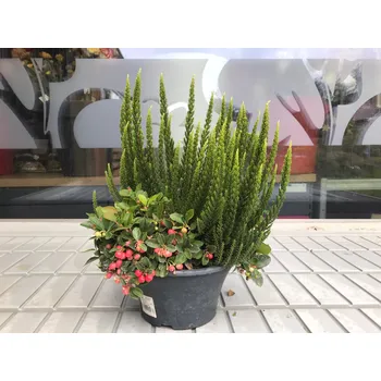 Mísa osázená 'Pearl Royal'