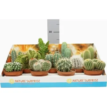 Květináč Kaktus HR