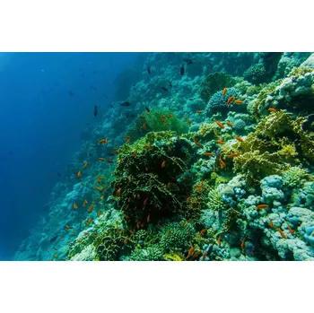 Fototapeta DIMEX | Vliesová fototapeta Ryby na útesu MS-5-0532 | 375 x 250 cm| zelená, modrá + Vliesová fototapeta na stěnu DIMEX Ryby na útesu MS50532 v rozměru 375 x 250 cm + lepidlo zdarma