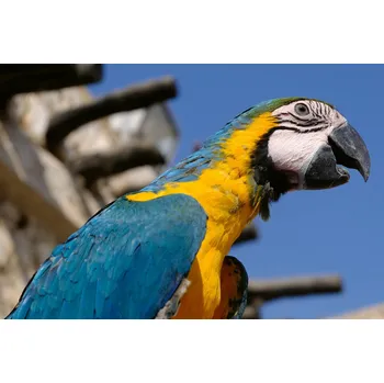 Fototapeta DIMEX | Vliesová fototapeta Papoušek Macaw MS-5-0404 | 375 x 250 cm| modrá, žlutá, šedá + Vliesová fototapeta na stěnu DIMEX Papoušek Macaw MS50404 v rozměru 375 x 250 cm + lepidlo zdarma
