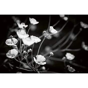 Fototapeta DIMEX | Vliesová fototapeta Černé a bílé květy MS-5-1321 | 375 x 250 cm| bílá, černá + Vliesová fototapeta na stěnu DIMEX Černé a bílé květy MS51321 v rozměru 375 x 250 cm + lepidlo zdarma
