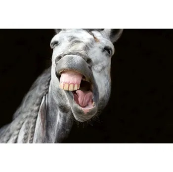 Fototapeta DIMEX | Vliesová fototapeta Šťastný bílý kůň MS-5-0419 | 375 x 250 cm| bílá, černá, šedá + Vliesová fototapeta na stěnu DIMEX Šťastný bílý kůň MS50419 v rozměru 375 x 250 cm + lepidlo zdarma