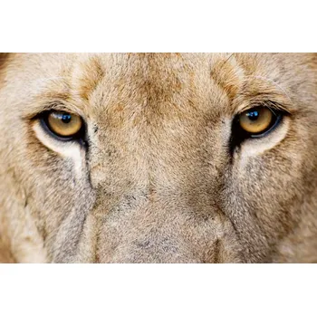 Fototapeta DIMEX | Vliesová fototapeta Lví pohled MS-5-0586 | 375 x 250 cm| béžová, hnědá + Vliesová fototapeta na stěnu DIMEX Lví pohled MS50586 v rozměru 375 x 250 cm + lepidlo zdarma