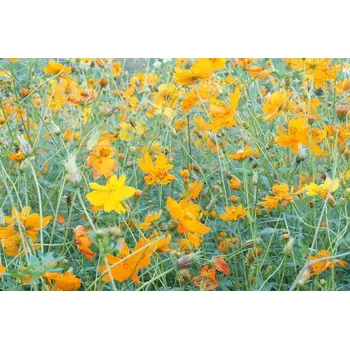 Fototapeta DIMEX | Vliesová fototapeta Žlutá louka MS-5-1290 | 375 x 250 cm| zelená, žlutá, oranžová + Vliesová fototapeta na stěnu DIMEX Žlutá louka MS51290 v rozměru 375 x 250 cm + lepidlo zdarma