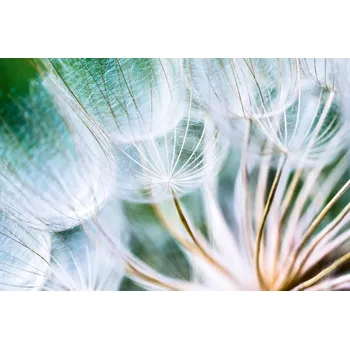 Fototapeta DIMEX | Vliesová fototapeta Detail chmýří pampelišky MS-5-1391 | 375 x 250 cm| zelená, bílá, oranžová + Vliesová fototapeta na stěnu DIMEX Detail chmýří pampelišky MS51391 v rozměru 375 x 250 cm + lepidlo zdarma