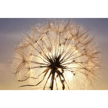 Fototapeta DIMEX | Vliesová fototapeta Pampeliška při západu slunce MS-5-1338 | 375 x 250 cm| modrá, krémová, žlutá + Vliesová fototapeta na stěnu DIMEX Pampeliška při západu slunce MS51338 v rozměru 375 x 250 cm + lepidlo zdarma